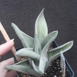 gasteraloe Green ice | 47
