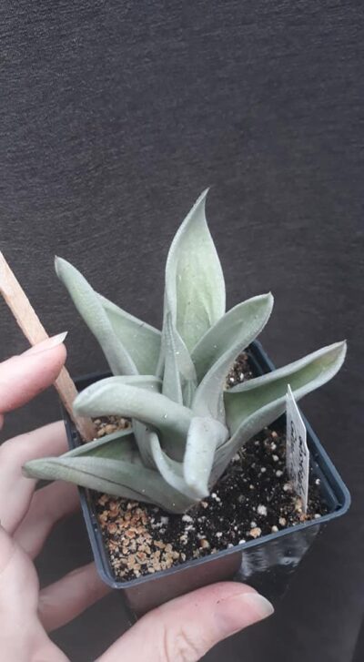 gasteraloe Green ice