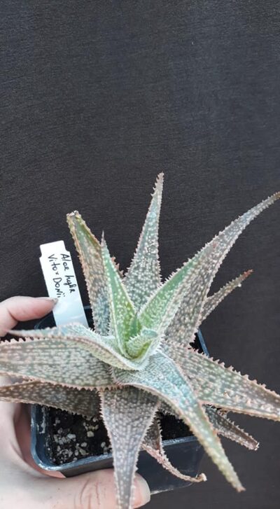 aloe vito*donii взрослый