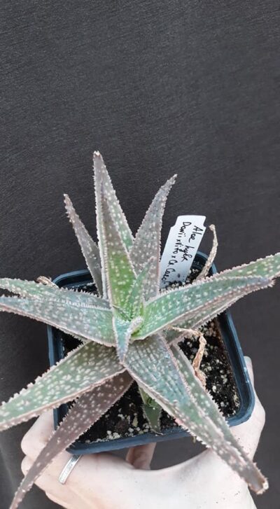 aloe hybrid Donii*Vito*Cristmas Carol детка н/у
