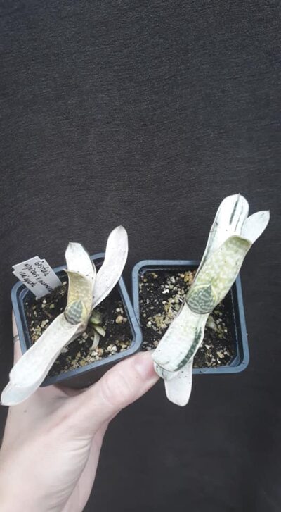 gasteria nigricans var marmorata variegata