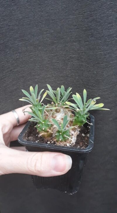 euphorbia juglans сегмент
