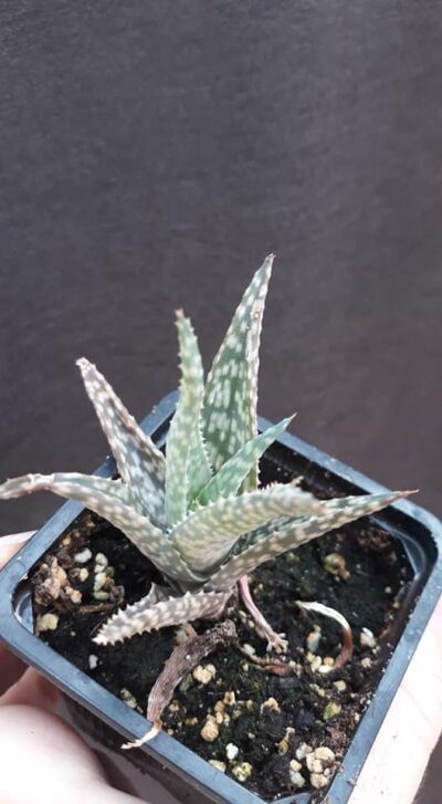 Aloe hybrid