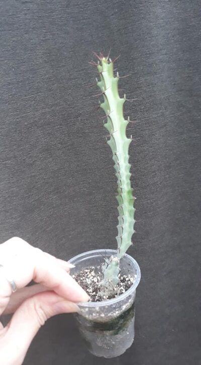 Euphorbia cv Greenway