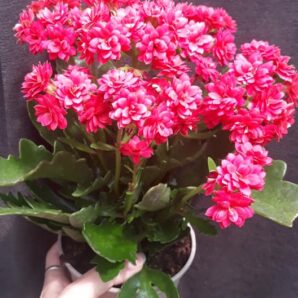 Kalanchoe laciniata x blossfeldiana hybr.