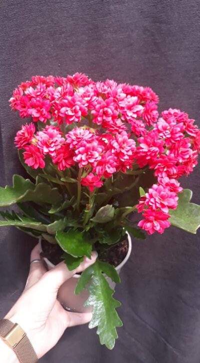 Kalanchoe laciniata x blossfeldiana hybr.