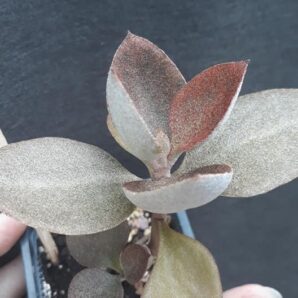 Kalanchoe orgyalis (Copper Spoons)