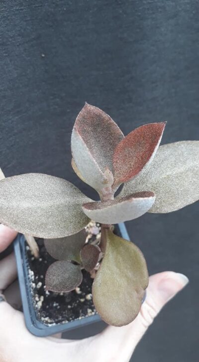 Kalanchoe orgyalis (Copper Spoons)