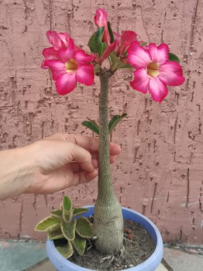 Adenium obesum