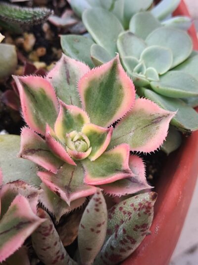 Aeonium decorum Sunburst