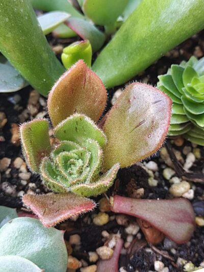 Aeonium Smithii