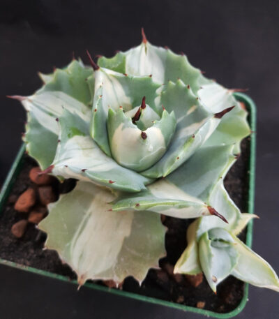 Agave isthmensis 'Ohi Raijin Shiro Nakafu' Variegated Dwarf