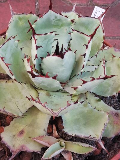 Agave potatorum Japan clone