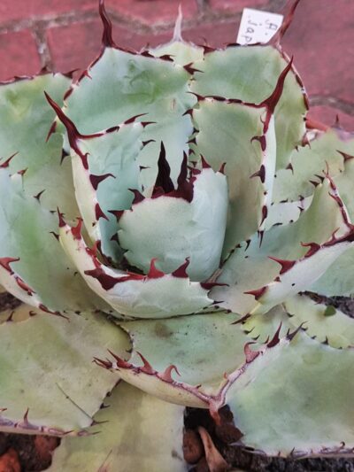 Agave potatorum Japan clone - Зображення 2