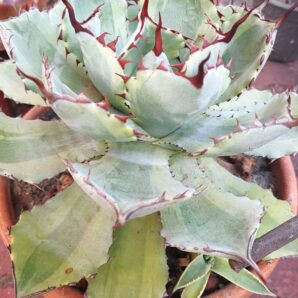 Agave potatorum var.