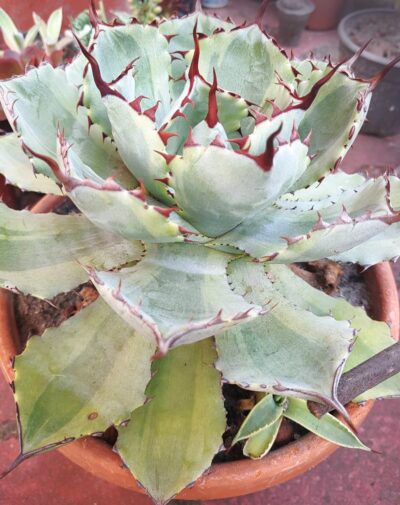 Agave potatorum var.