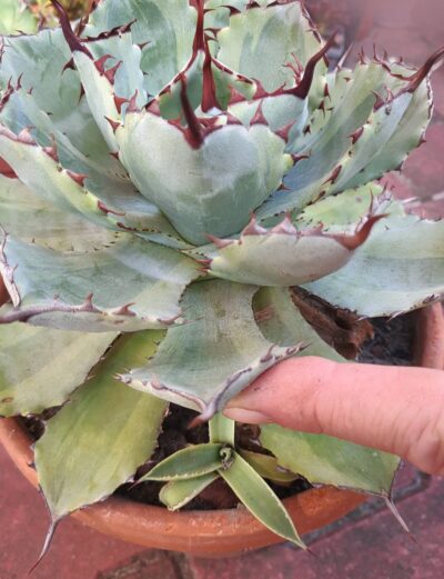 Agave potatorum var. - Зображення 2
