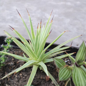 Agave stricta Nana
