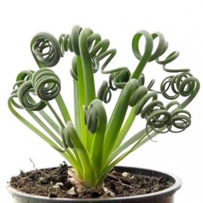 Albuca spiralis - Зображення 2