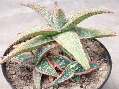 Aloe Christmas Carol