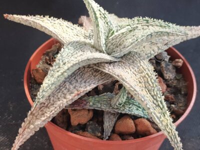 Aloe Coconut Flakes