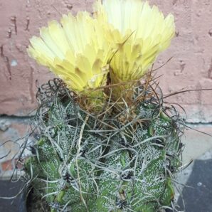 Astrophytum capricorne cv. Crassispinoides | 6