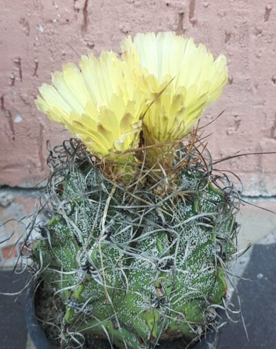 Astrophytum capricorne cv. Crassispinoides