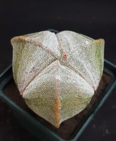 Astrophytum myriostigma tricostatum