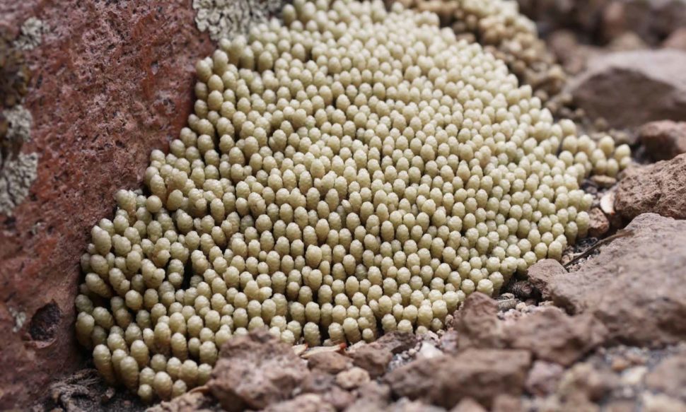 Pycnophyllum molle
