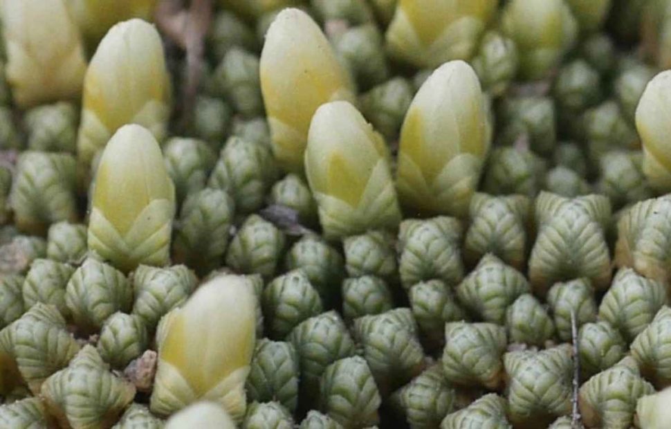 Pycnophyllum bryoides