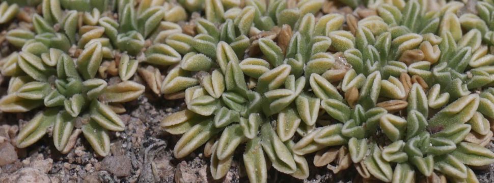 Werneria aretioides