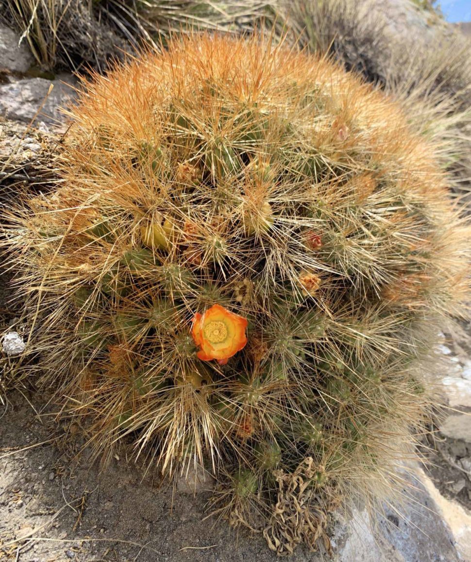 Cumulopuntia boliviana subsp. ignescens