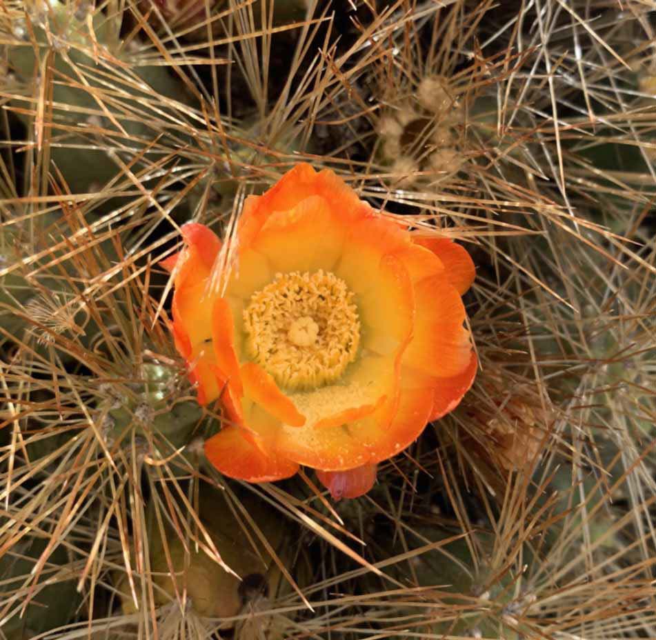 Cumulopuntia boliviana subsp. ignescens