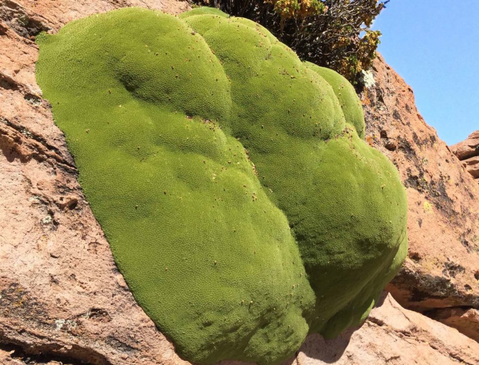 Azorella compacta