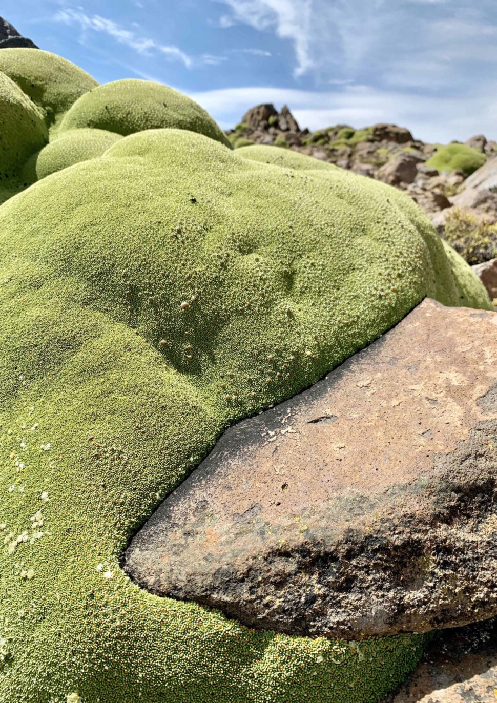 Azorella compacta растущая на камнях