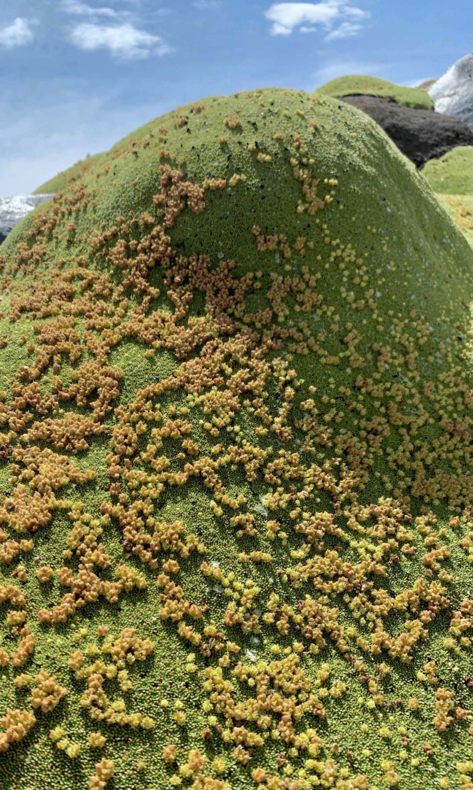 Azorella compacta в полном цвету и с плодами