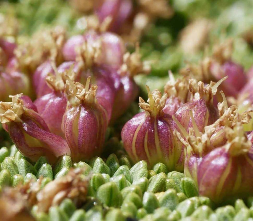 Плоды Azorella compacta