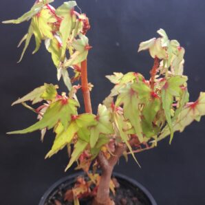 Begonia Natalensis | 13
