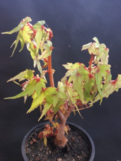 Begonia Natalensis