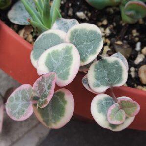 Ceropegia woodii variegata | 21
