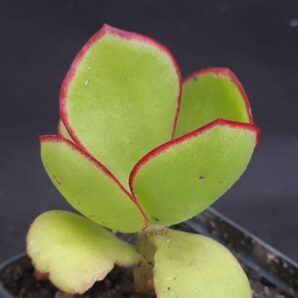 Cotyledon sp | 29