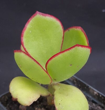 Cotyledon sp