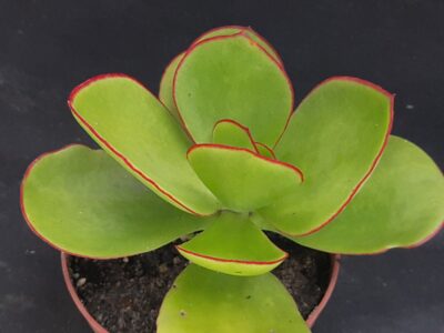 Cotyledon sp