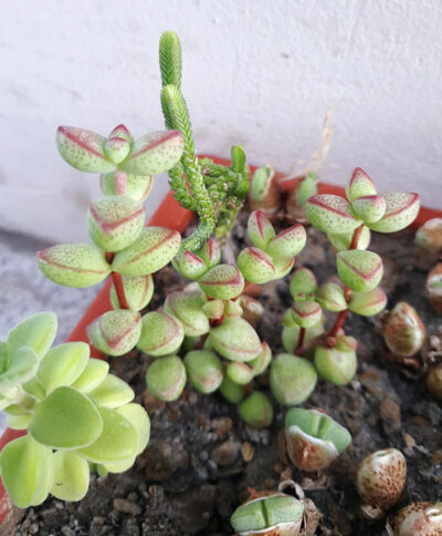 Crassula Brevifolia
