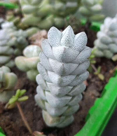 Crassula deceptor