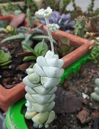 Crassula deceptor