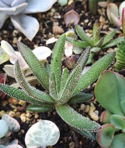 Crassula hirta