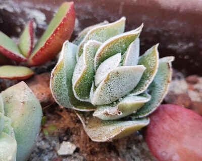 Crassula Ivory pagoda