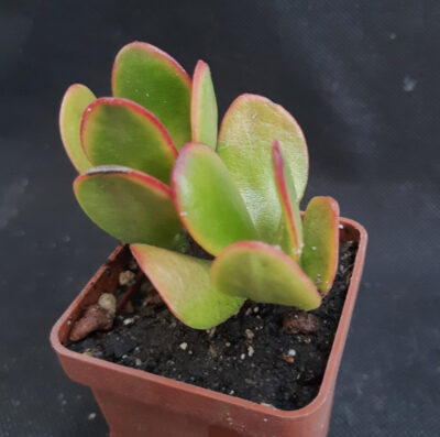 Crassula Solana