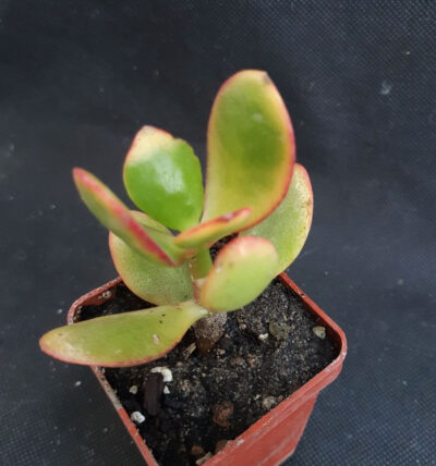 Crassula solana